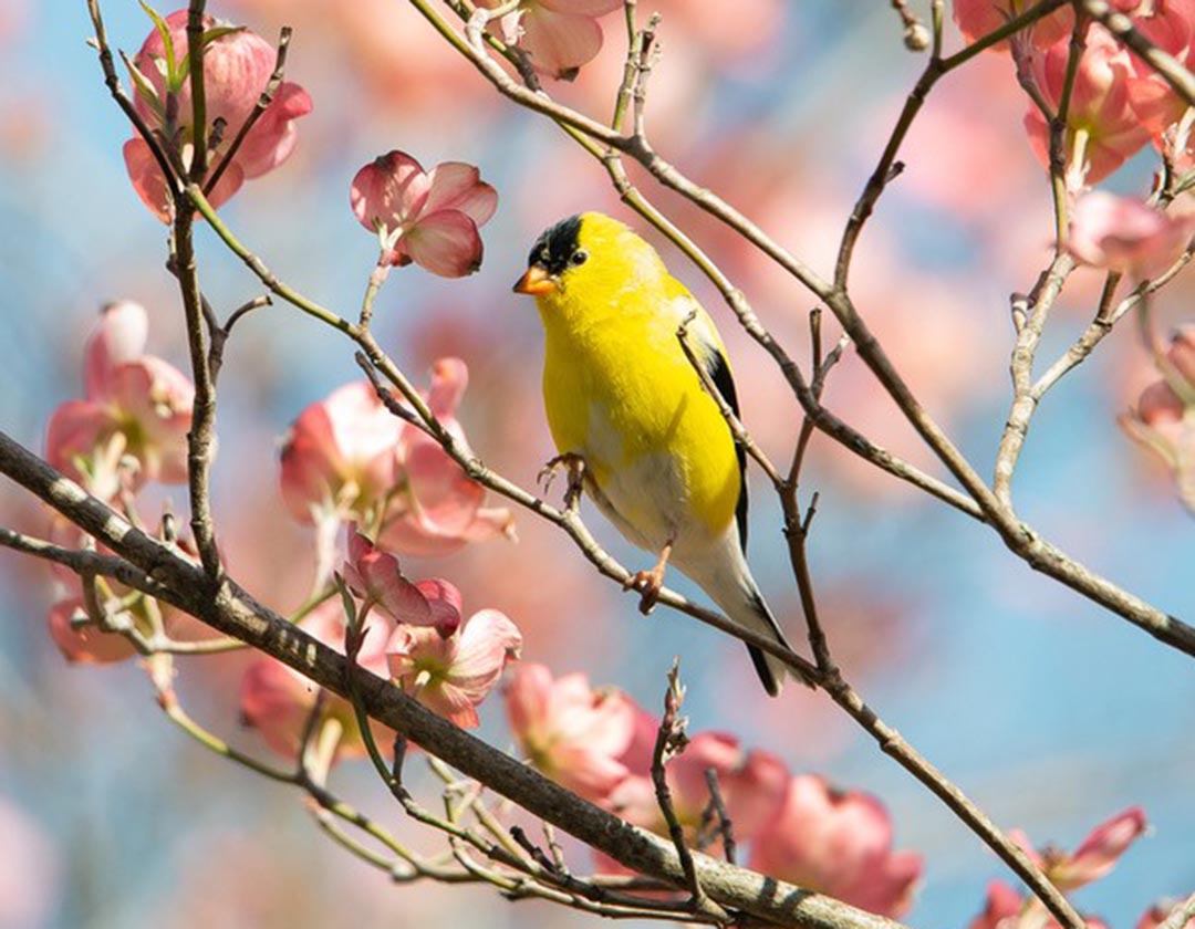Goldfinch in Dogwood by Kevin Talbot